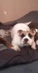 OIde English Bulldog Welpe 5 Mon.