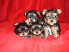 Yorkshire Terrier Welpen VDH/1. DYC zu verkaufen