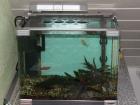 Nano-Cube 38 L mit Fischen und Zubehör