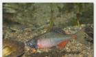 Biotopfische aus deutscher Zucht // Fa. Fördefisch