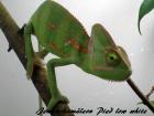 Nicole Lenz Junglefood Reptilienfachgeschäft