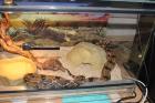 Tausche und Suche. Boa c. c und Kornnattern