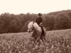 Suche Reitbeteiligung in Bielefeld