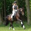 Deckhengst Trakehner Sweet Affair gekört und geprüft