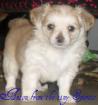 Chihuahua welpen