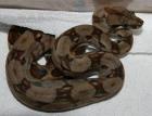 Boa constrictor imperator Ecuador