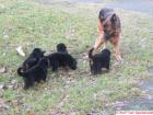 Altdeutsche Schäferhund Welpen