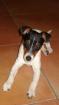 Deckrüde Jack Russell Terrier Reinrassig