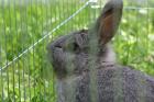 Süßer Hase 5Jahre sucht liebevolles Heim