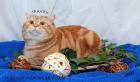 Wunderschöner red tabby classic Deckkater Pointtr. Blutg A