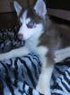 DRINGEND Siberian Husky Welpe 9wochen alt