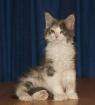 Maine Coon Babys-tapsig verschmust und total süß