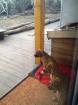 Rhodesian Ridgeback Welpen