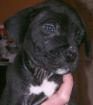 Dogo Canario Cane Corso Rodhesian Ridgeback Mix Welpen