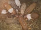 Verkaufe Ferkel