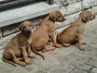 Rhodesian Ridgeback Welpen