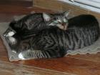 Zwei Katzenmädchen