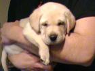 Bildschöne wesenstarke Labradorwelpen