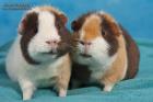 US Teddy Meerschweinchen