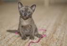 Burma Katze