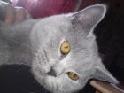 BKH KATER 8 MON. kastriert geimpft