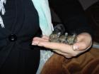 Degubabys ab dem 06. 04. 2022