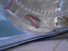 Aeolidiella stephanieae Berghia verrucicornis glasrosenfressende Nacktschnec