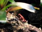 Pfeilgiftfrösche Erdbeerfrösche Pumilio Auratus