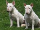 Suche Bullterrier Hündin
