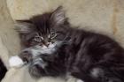 Maine Coon Edelmix Kätzchen