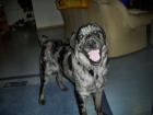 Bildhübscher Aussi-Labrador Mix