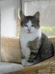 Kater vermisst