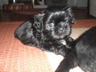 Shih Tzu Welpen