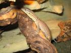 Varanus acanthurus / Stachelschwanswaran