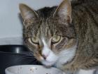 Kater sucht neues Heim