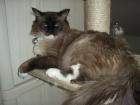 WURFANKÜNDIGUNG Ragdoll Mixkitten ab 25. April