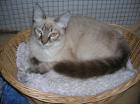 Phönix Siam-Mix-Kater sucht sein Happy-End