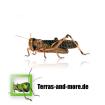 Futtertiere - Heuschrecken Heimchen und Terraristikzubehör zu Top Preisen