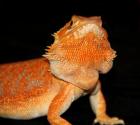 Farbbartagamen 100 Hypo Rot/Orange/Citrus