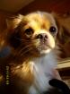 Hallo liebe Chihuahua Damen ich bin der Zeus und würde euch gerne kennenlernen.