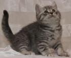 BKH classic Tabby kitten Wiskas