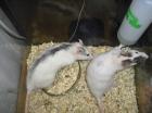 Wunderschönes Rattenmännchen abzugeben