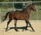 2022 Fohlen / Pferd Hengst