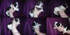 Shih tzu welpen 2 hündinnen und 4 rüden .