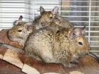 Jungdegus suchen ein neues Zuhause
