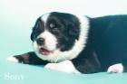 Bildschöne Australian Shepherd Welpen m. P.
