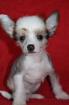 Körzucht von Chinese Crested