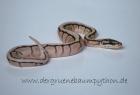 Python Regius NZ 2022 abzugeben