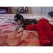 Siberian Husky Welpe kostenlos 3 Monate sucht neues zu Hause Ein