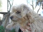 Kelly w 3 Jahre kleiner Wuschel sucht ein Zuhause